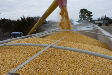 «СовЭкон» ожидает рекордного экспорта пшеницы в РФ в этом сельхозгоду